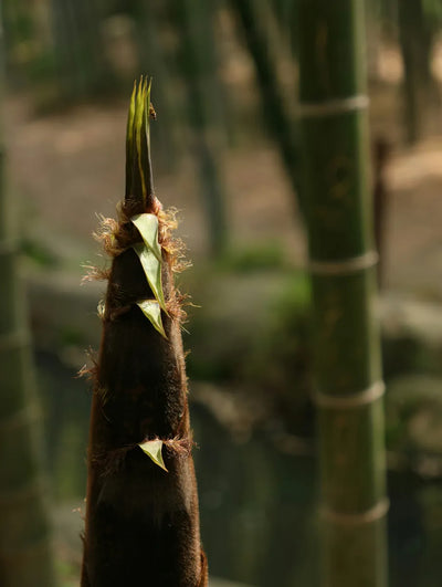 Botanical silica: extracted from the bamboo culm