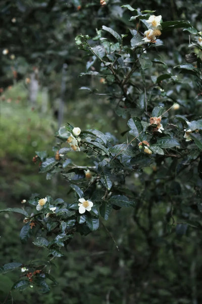 Extracted from green tea leaf (Camellia sinensis); pictured, the rarely-seen flower of the tea plant