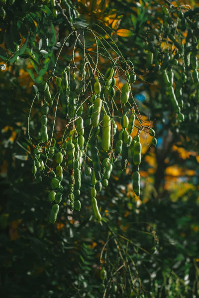 Extracted from the flower buds of the Japanese pagoda tree, buds up to 20 percent flavonoids (pending supplier confirmation)