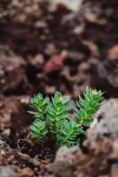 Extracted from the root of Rhodiola rosea, the golden, rose-scented root of an arctic cliff succulent