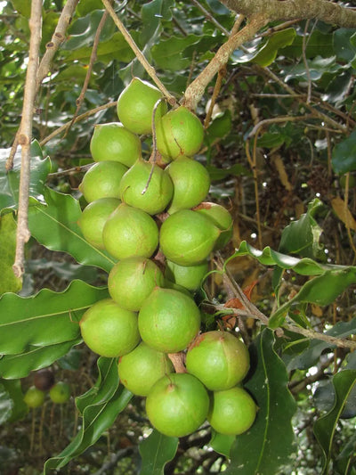 Natural B1 source inspiration: Macadamia