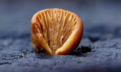 B2 lives in the fungal kingdom, brewed by fermentation, found in mushrooms