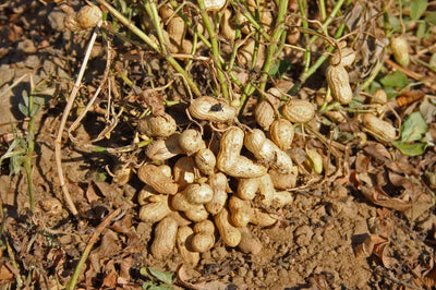 Natural B7 source inspiration: Peanut