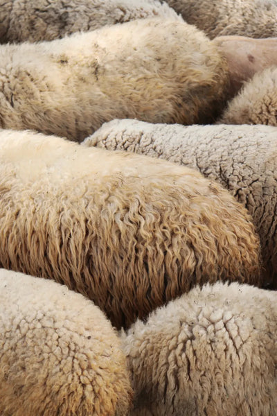 Natural D3 precursor world: lanolin from sheep's wool