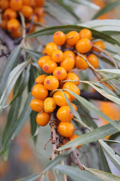 Vitamin A family inspiration: sea buckthorn, a dense provitamin A berry