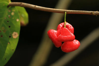 Vitamin C source-world inspiration: acerola, one of nature's richest C fruits