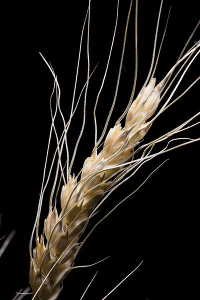 Natural-source vitamin E (d-alpha); source-world inspiration: wheat germ