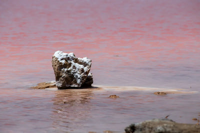 Mineral source world: pink hypersaline brine