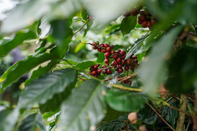 Caffeine extracted from green coffee beans