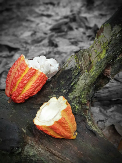 L-tyrosine, the amino acid your brain uses to make dopamine, found across the protein-food world, cacao seeds included