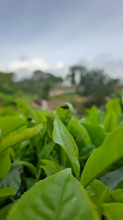 Nature-identical theacrine, the alkaloid naturally occurring in wild kucha tea leaf