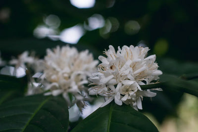 Nature-identical methylliberine, naturally occurring in kucha tea and coffee species