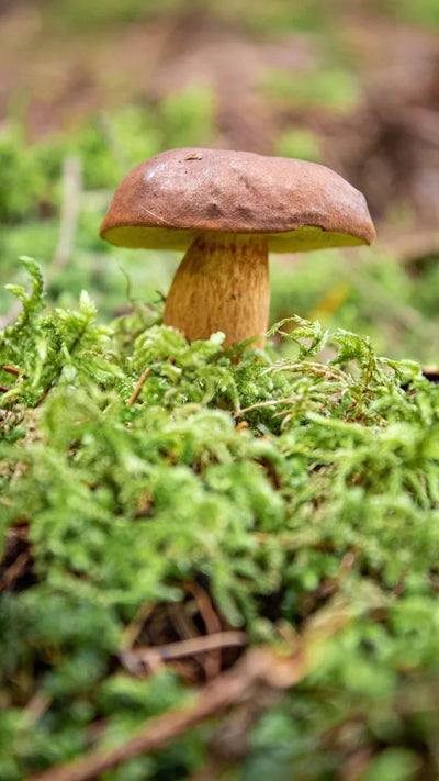 Naturally occurring in tea leaf and the bay bolete mushroom; produced by enzymatic fermentation to the pure L-isomer