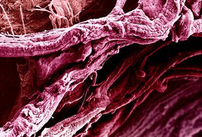 Synthesized for purity. Where it works: the carnosine system of skeletal muscle