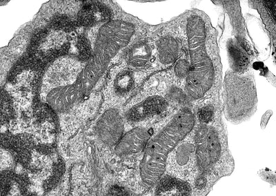 Synthesized for purity. Where it works: the ATP engine, mitochondria and the phosphocreatine shuttle