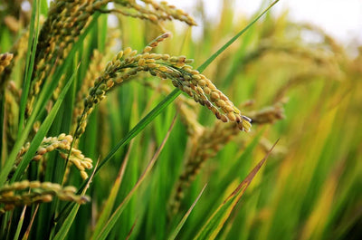 From the rice plant's own husk - the silica-rich hull and bran layer that never reach a rice bowl