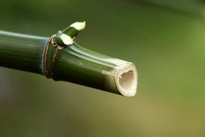 Silica the bamboo grew itself - milled from the culm wall, the plant's own glass skeleton