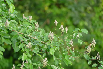 5-HTP extracted from the seeds of Griffonia simplicifolia, a wild West African liana