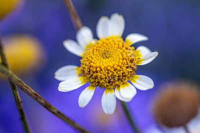 Apigenin, the signature flavone of chamomile flowers, purified to 98 percent or higher (upgrade to extracted-from-chamomile once the CoA confirms)