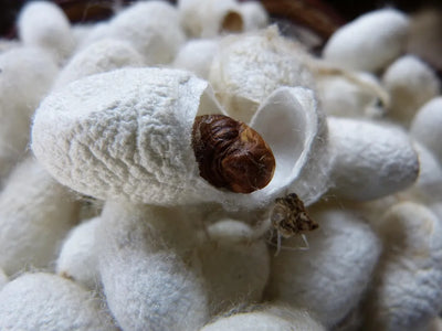 Pure glycine, produced to pharmaceutical purity; in nature glycine builds silk and collagen, and silk fibroin is about 45 percent glycine (caption as illustration, not source)