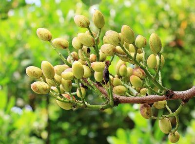Phytomelatonin occurs naturally in pistachios; our melatonin is the identical molecule, made synthetically to pharmaceutical purity at 0.7 mg