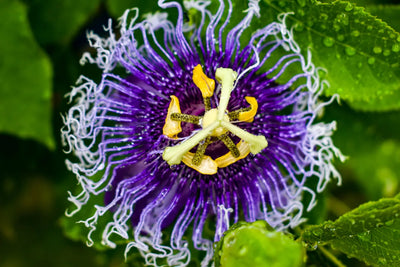 Extracted from the aerial parts of Passiflora incarnata, the flower you are looking at