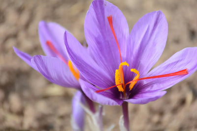 Extracted from the 3 crimson stigmas of the Crocus sativus flower, hand-picked at dawn
