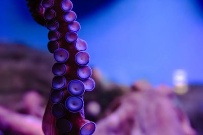 Abundant in the ocean. Synthesized for purity.