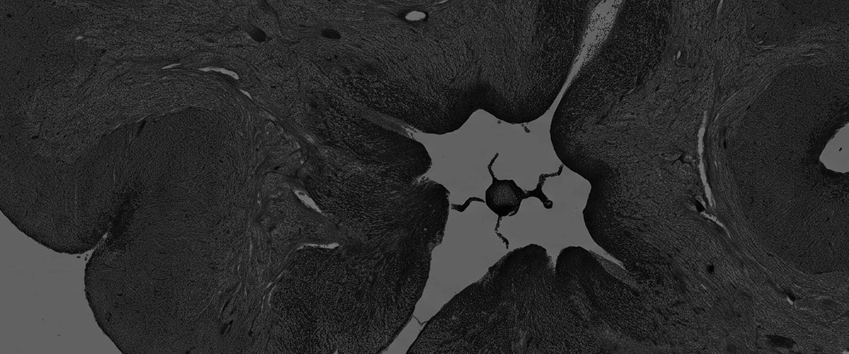 e4e-the-science-hero-desktop.webp