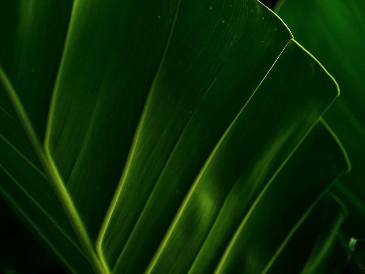 Close up of a deep green leaf. Folate takes its name from the Latin word for leaf